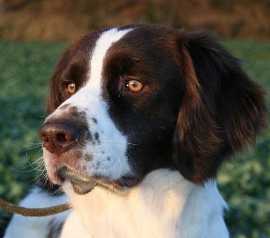 Mosehøj Kennel i Silkeborg | Opdræt af jagthunde | Se mere